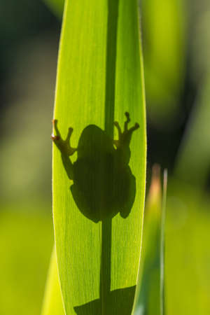 Hyla arborea - Green tree frog on a stalk. The background is green. The photo has a nice bokeh. Wild photoの写真素材