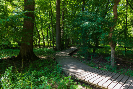 Wooden walkway in the woods among the trees.