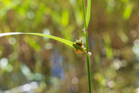 Hyla arborea - Green tree frog on a stalk. The background is green. The photo has a nice bokeh. Wild...