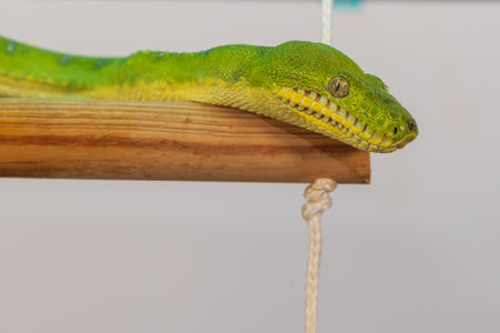 Corallus caninus - green snake coiled into a ball.