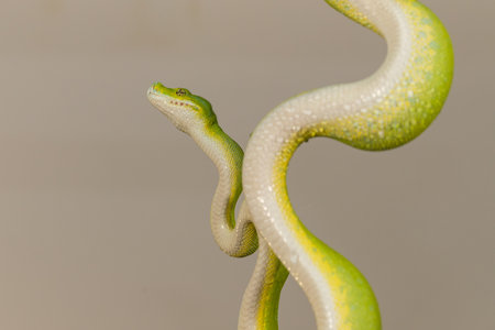 Corallus caninus - green snake coiled into a ball.