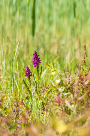 Purple orchid flowers Orchid - Orchis on a green field. The background is beautiful bokeh.の写真素材