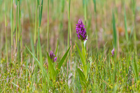 Purple orchid flowers Orchid - Orchis on a green field. The background is beautiful bokeh.の写真素材