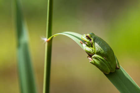 Hyla arborea - Green tree frog on a stalk. The background is green. The photo has a nice bokeh. Wild...