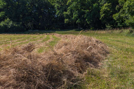 Meadow in front of Pohansko castle. Hay is being harvested in the meadow. There are dramatic clouds in the sky.のeditorial素材