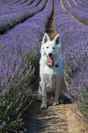 A large white dog sits in a field of lavender.の写真素材