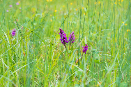 Purple orchid flowers Orchid - Orchis on a green field. The background is beautiful bokeh.の写真素材