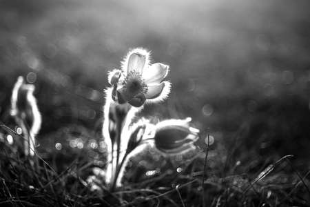 Pasque flowers on spring field. Black and white photo of Pulsatilla grandis with nice bokeh