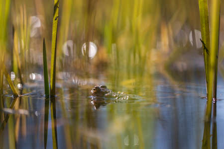 The green toad lies on the surface of the pond among the reeds.