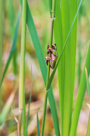 Hyla arborea - Green tree frog on a stalk. The background is green. The photo has a nice bokeh. Wild photoの写真素材