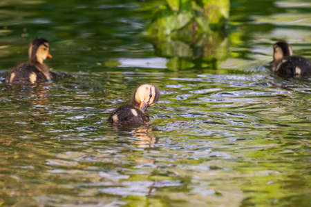 Beautiful little duck cub swims in the water of the pond. Its image is reflected in the water of the pond. He has drops of water on his head.の写真素材