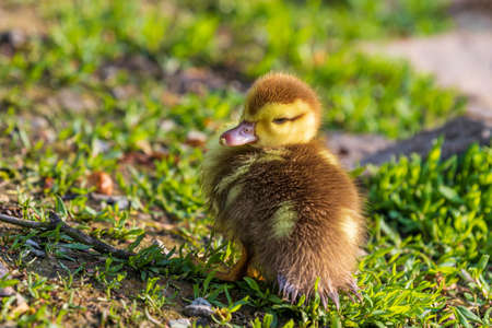 Beautiful little duck cub swims in the water of the pond. Its image is reflected in the water of the pond. He has drops of water on his head.の写真素材
