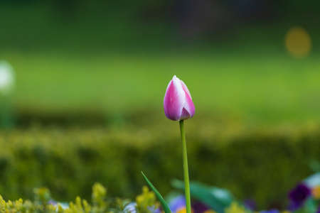 Various colorful spring flowers on green garden.