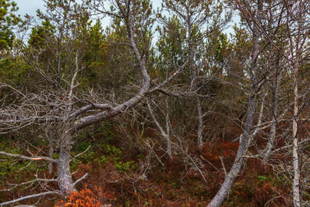 Sumava protected landscape area in the Czech Republic in Europe. Area Chalupska slat - forests,...