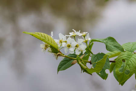 White wild rose flower with a yellow center.の写真素材