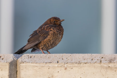 A young female blackbird is on the ground looking around.