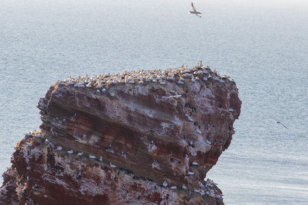 Wild bird in the wild Morus bassanus - Northern Gannet on the island of Heligoland on the North Sea in Germany. The background is a nice bokeh.の写真素材
