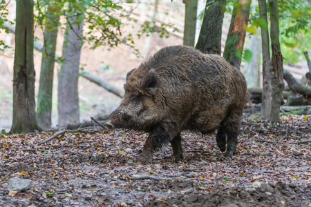 Wild boar - Sus scrofa - in the forest and by the in its natural habitat. Photo of wild nature.の写真素材
