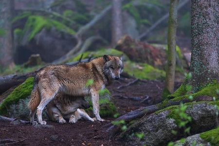 Wolf - Canis lupus in the deep forest on the rock.の写真素材