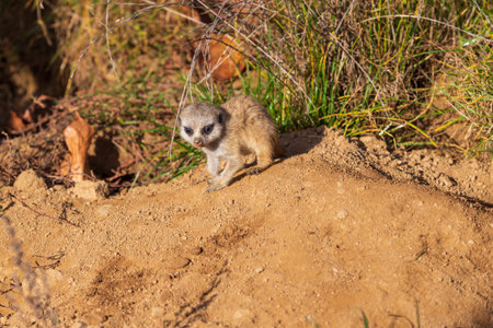 Meerkat - Suricata suricatta cub in its natural habitat.の写真素材