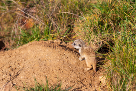 Meerkat - Suricata suricatta cub in its natural habitat.の写真素材