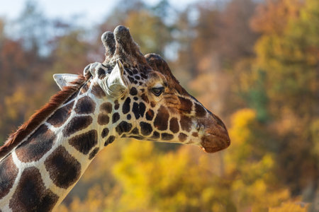 Giraffe head portrait in profile. In the background is a meadow with nice bokeh.の写真素材