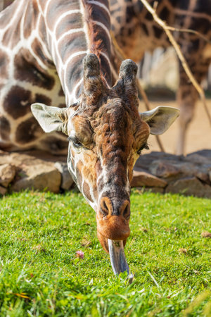 Giraffe head portrait in profile. In the background is a meadow with nice bokeh.の写真素材