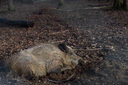 Wild boar - Sus scrofa - in the forest and by the in its natural habitat. Photo of wild nature.の写真素材