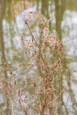 Blades of grass on the edge of the pond.