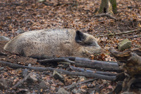 Wild boar - Sus scrofa - in the forest and by the in its natural habitat. Photo of wild nature.の写真素材