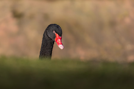 Beautiful Black Swan on the pond. The swan has a red beakの写真素材