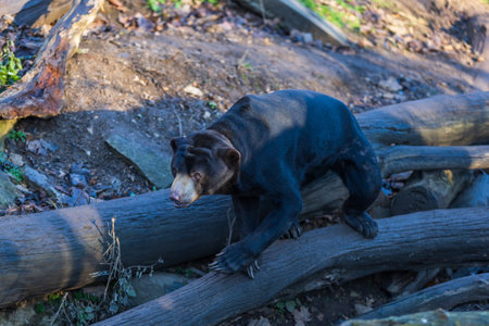 Malayan bear - Helarctos malayanus - the smallest bear species. He is black, eating fruit on a rock.の写真素材