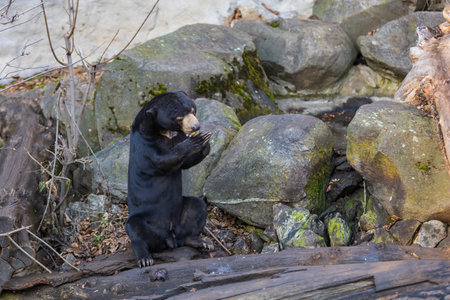 Malayan bear - Helarctos malayanus - the smallest bear species. He is black, eating fruit on a rock.の写真素材