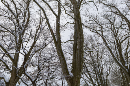 Winter landscape with snow. Beautiful park with trees - Straznice - Czech Republic