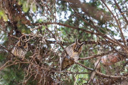Owl Asio otus - Long-eared Owl resting by day in the branches of an evergreen tree. Wild photo in the Czech Republic.の写真素材