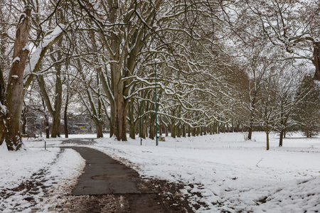 Winter landscape with snow. Beautiful park with treesの写真素材