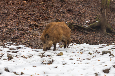 Wild boar - Sus scrofa - in the forest and by the in its natural habitat. Photo of wild nature.の写真素材