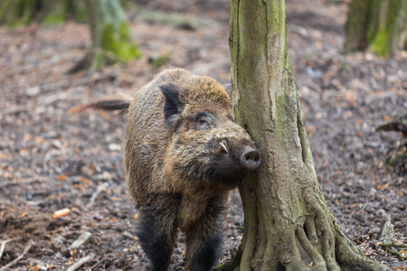 Wild boar - Sus scrofa - in the forest and by the in its natural habitat. Photo of wild nature.の写真素材