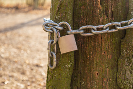 A padlock locked on a chain that is around a tree.の写真素材