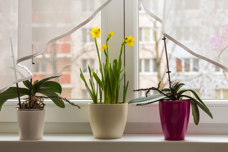 Spring flower yellow Narcissus in a flowerpot on the windowsill.の写真素材