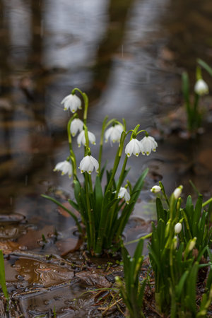 Spring white flower Bledule - Leucojum vernum with green leaves in wild nature in floodplain forest.の写真素材