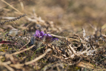 Pasque flowers on spring field. Photo Pulsatilla grandis with nice bokeh.