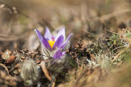 Pasque flowers on spring field. Photo Pulsatilla grandis with nice bokeh.