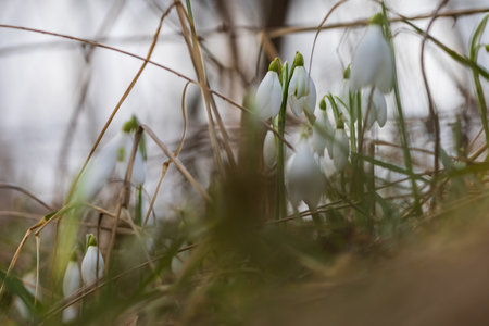 Snowdrop - Galanthus nivalis first spring flower. White flower with green leaves.の写真素材