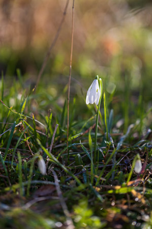 Snowdrop - Galanthus nivalis first spring flower. White flower with green leaves.の写真素材