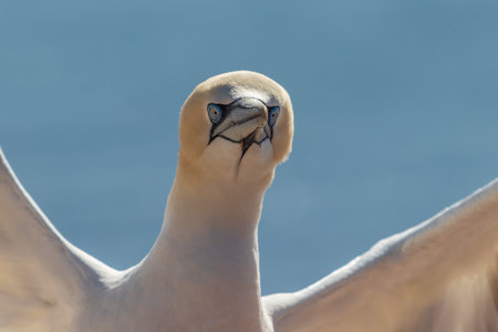 Wild bird in the wild Morus bassanus - Northern Gannet on the island of Heligoland on the North Sea in Germany.の写真素材