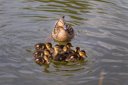 Mother duck with her ducklings swimming in a lake in spring.の写真素材