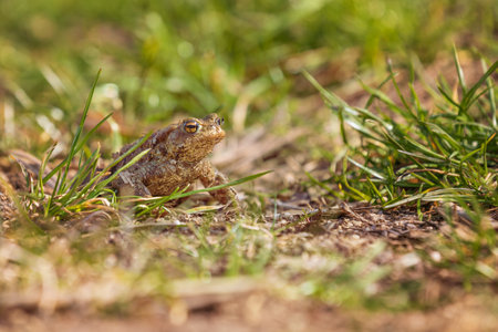 Common toad - Bufo bufo during mating season. Frog on the road. Grass surface. Super bokeh.