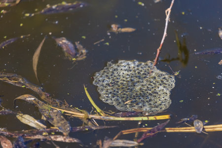 Pickled eggs from frogs on the surface of the pond. The fry floats on the surface near the reeds.の写真素材