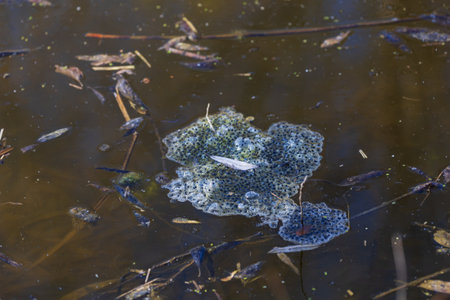 Pickled eggs from frogs on the surface of the pond. The fry floats on the surface near the reeds.の写真素材